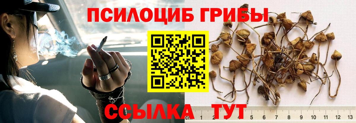 Полысаево  Галлюциногенные грибы прущие грибы  даркнет сайт  Вход с VPN  Галлюциногенные грибы Psilocybe 